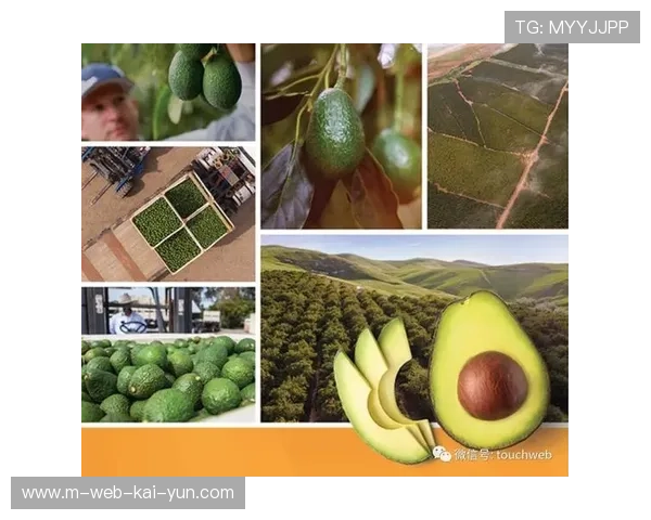 勇士队营收8.8亿美元创纪录 赞助与高端座席收入双领先